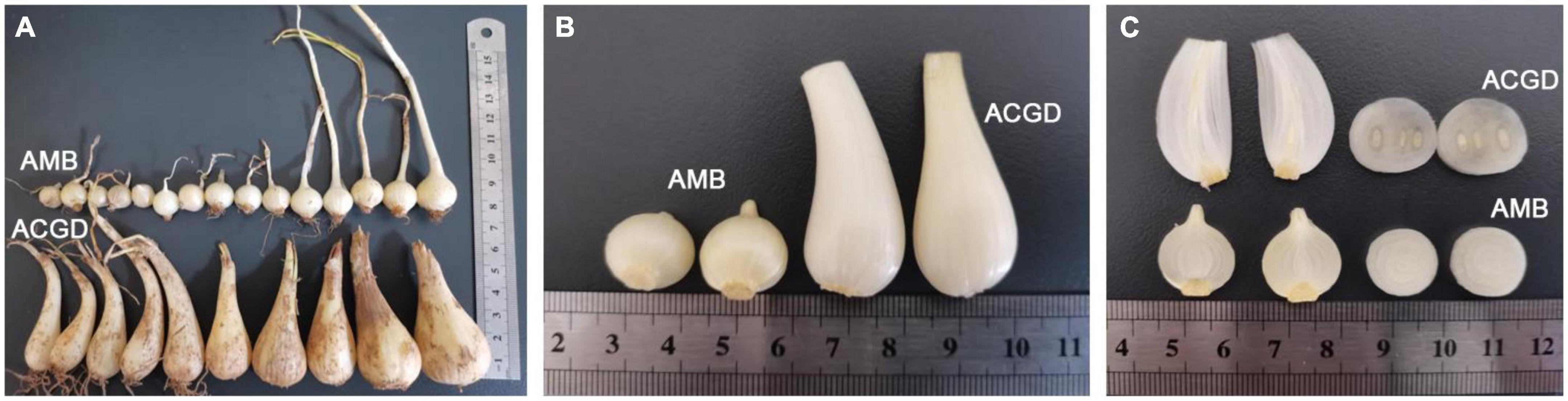 Characterization of volatile organic compounds with anti-atherosclerosis effects in Allium macrostemon Bge. and Allium chinense G. Don by head space solid phase microextraction coupled with gas chromatography tandem mass spectrometry
